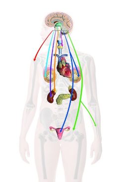 A woman 's body with multiple colored wires attached to it.