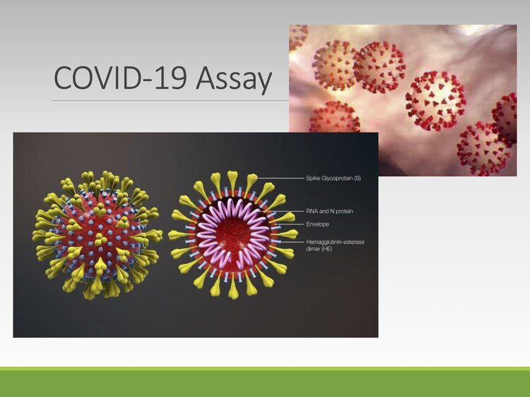 A picture of some viruses with the words covid-1 9 assay.